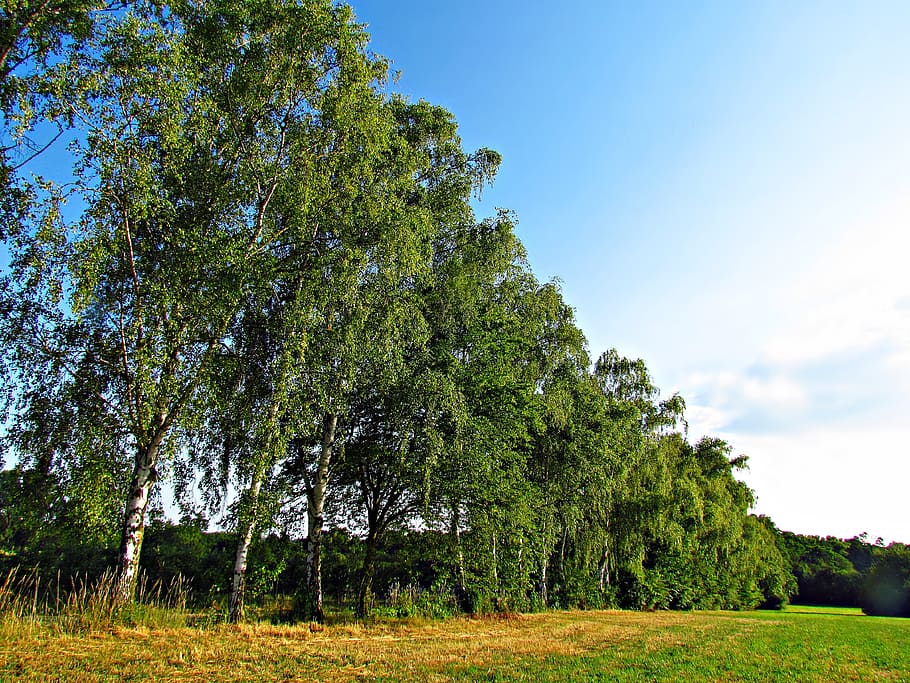 tree, nature, government, spring, foliage, landscape, plant HD wallpaper
