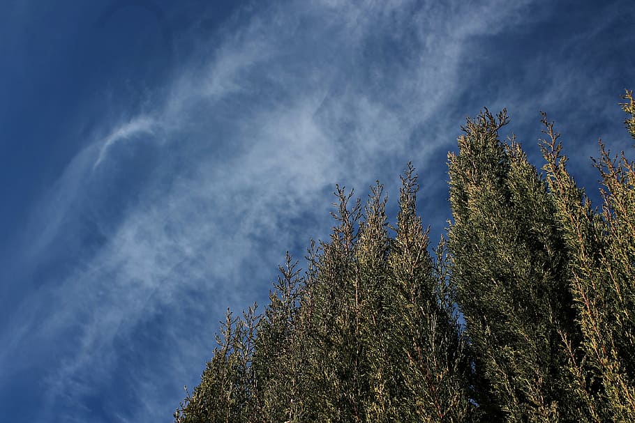 sky, clouds, landscape, field, cypress, nature, blue, look up HD wallpaper