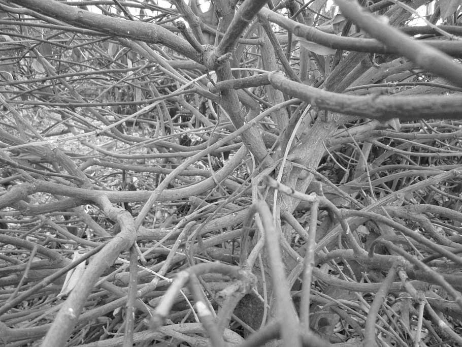 bush, plant, perspective, angle, nature, inside, day, no people HD wallpaper