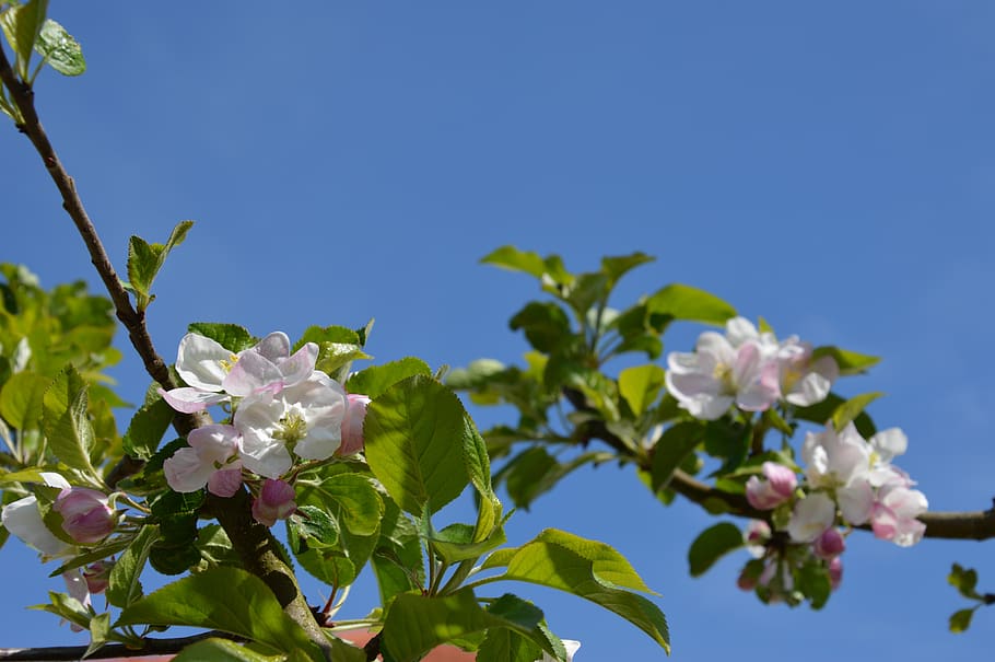 blossom, bloom, sky, landscape, flower, flowering plant, freshness HD wallpaper