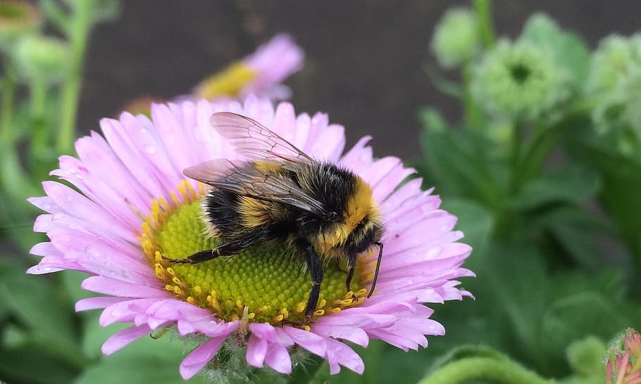 bee, insect, honeybee, flower, wildlife, wing, pollination HD wallpaper