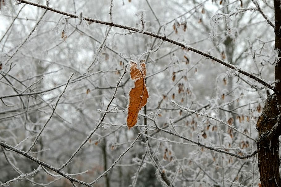 Frost, Ice Needles, Cold, Frozen, Iced, hoarfrost, winter, eiskristalle HD wallpaper
