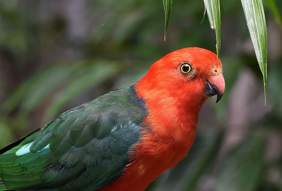 short-beak red and green bird, red and green parrot, tree, animal themes HD wallpaper