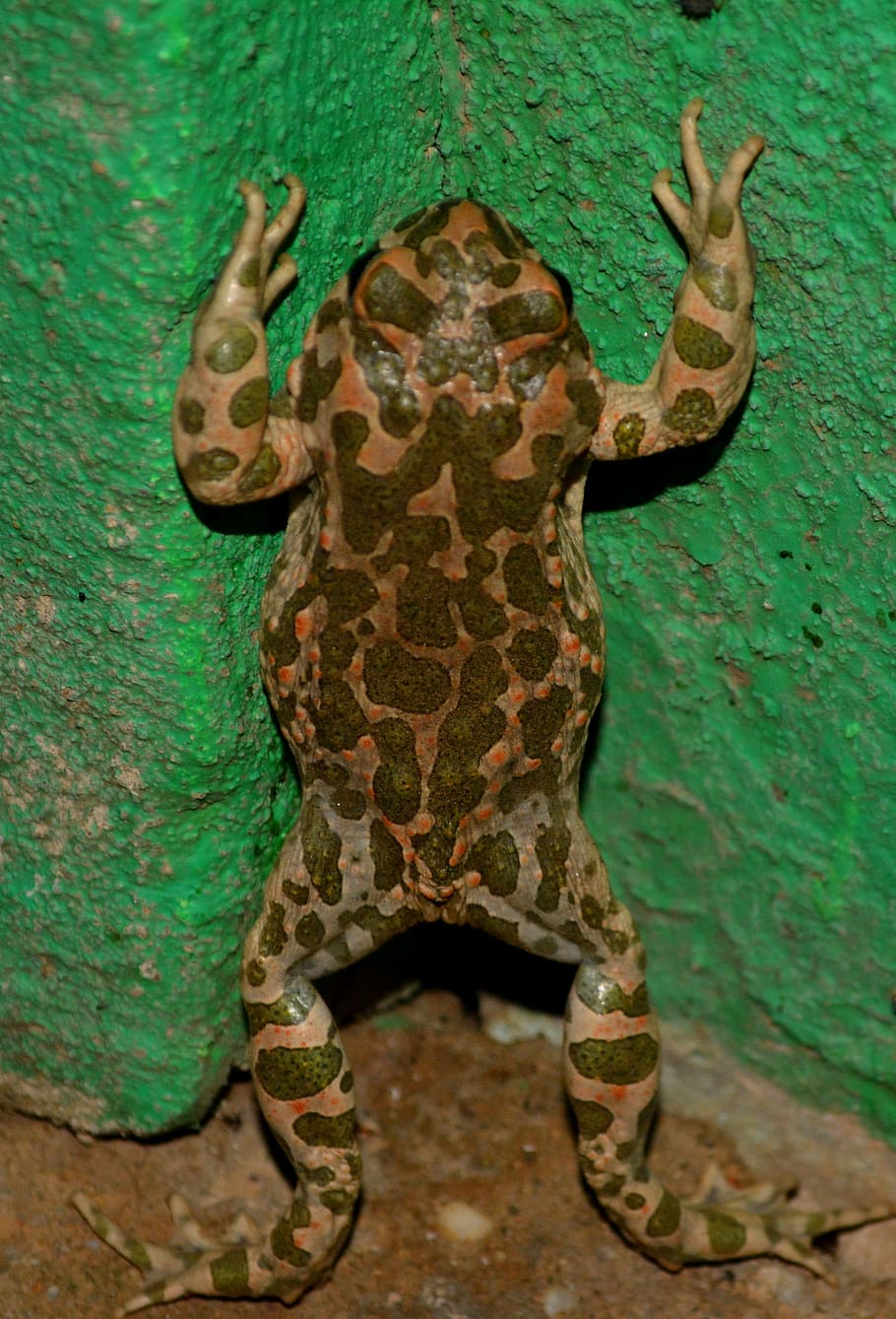 frog, green, amphibian, animal themes, animal wildlife, one animal HD wallpaper