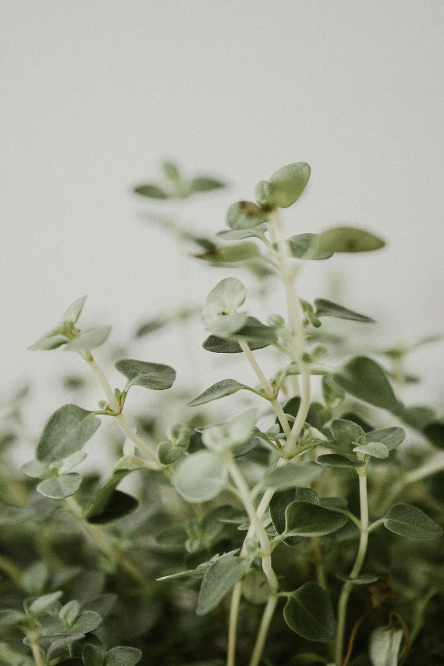 green leafed plants, green plant, herb, garden, tyme, growth HD wallpaper