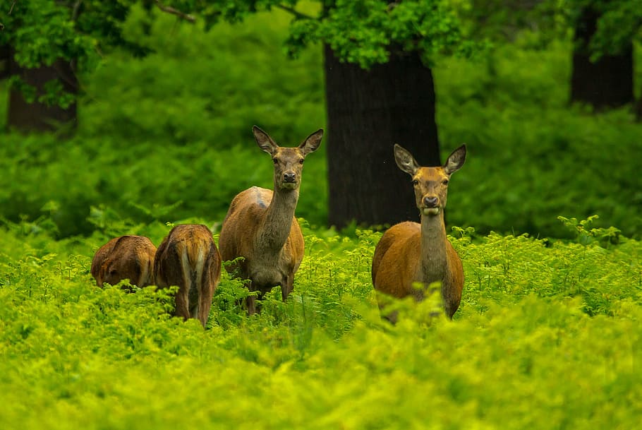 four brown deer on green grass, forest, priroda, fauna, animal, HD wallpaper