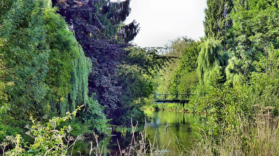 nature, water, trees, mirroring, river, park, wachtendonk, plant HD wallpaper