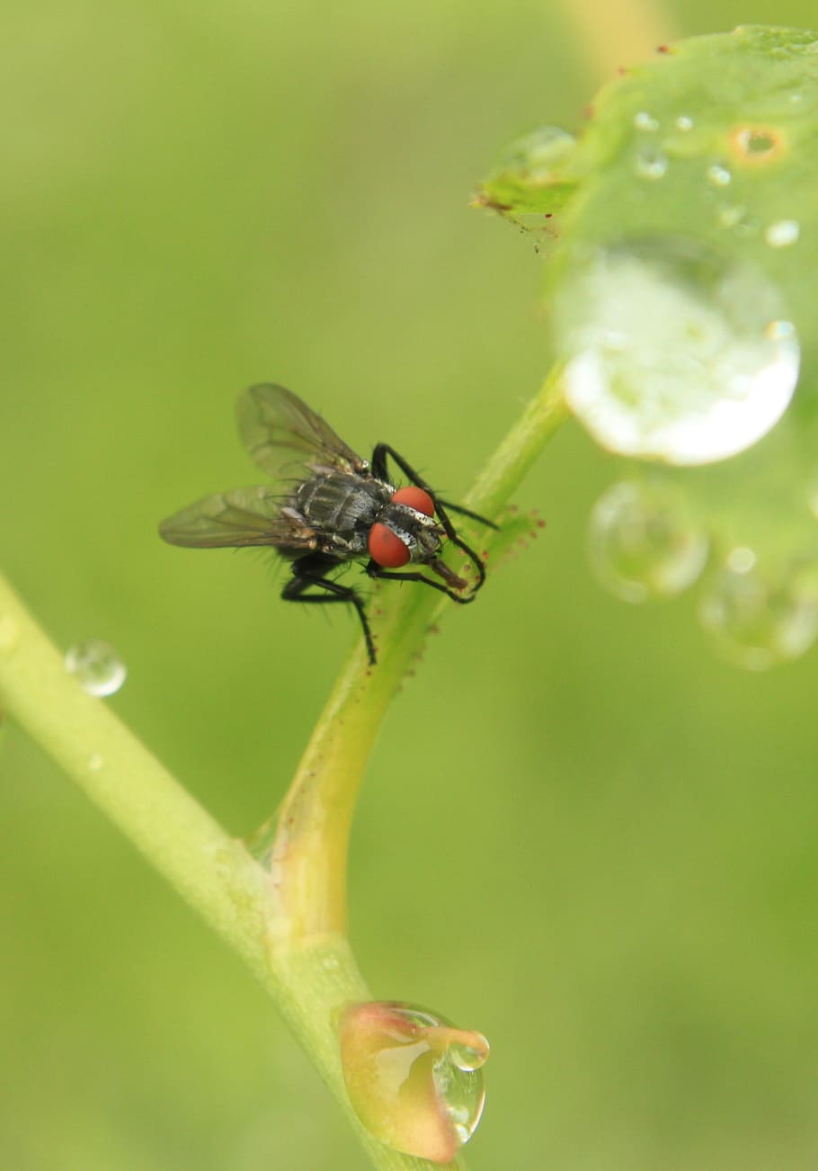 drops, fly, rain, raindrops, rose, stalk, stem, water, insects HD wallpaper