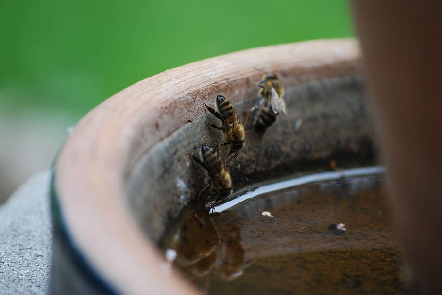 a, evertebrat, insect, close, daylight, background, selective focus HD wallpaper