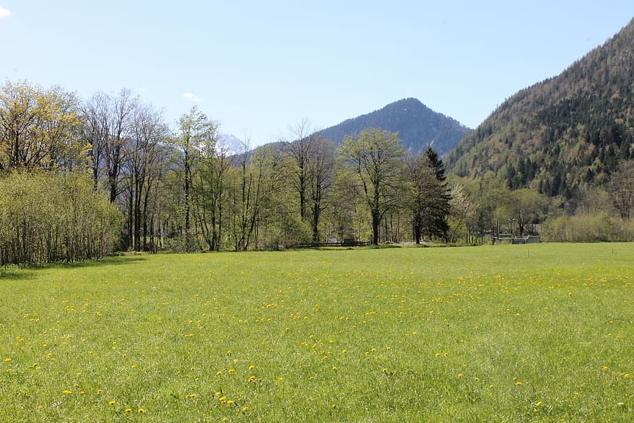 Alm, Meadow, Mountains, Landscape, pasture, alpine, mountain meadow HD wallpaper