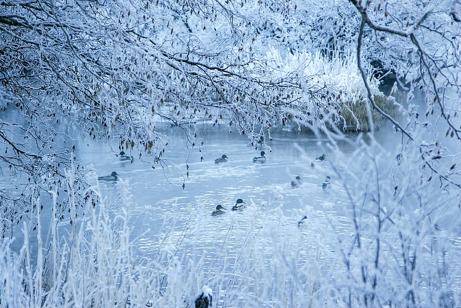snow, winter, white, cold, weather, trees, plants, nature, duck HD wallpaper