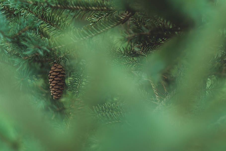 closeup photo of green pine tree, untitled, foliage, pine cone HD wallpaper