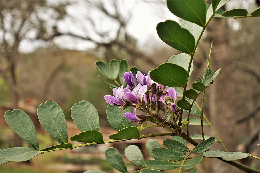 purple, spring, leaf, nature, flower, tree, plant, plant part HD wallpaper
