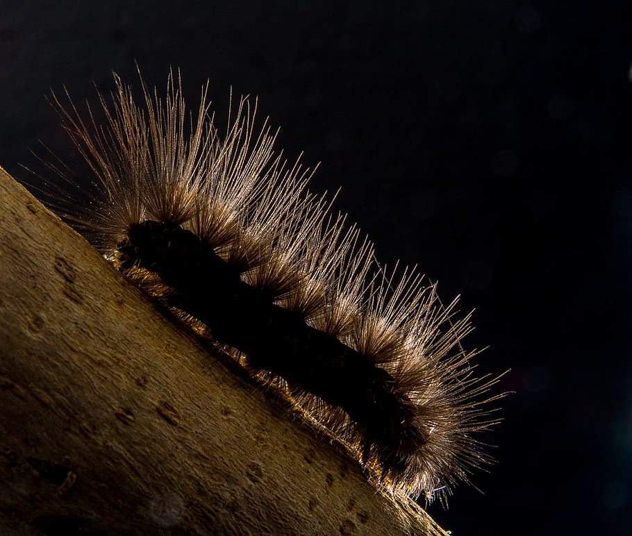 Caterpillar, Hairy, Close, one animal, no people, close-up HD wallpaper