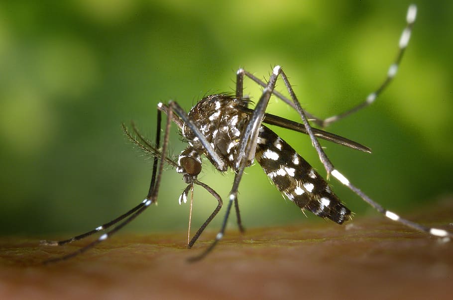 tiger mosquito in closeup photo, asian tigermücke, sting, stegomyia albopicta