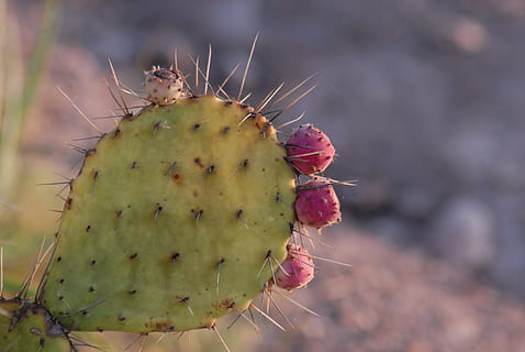 nopal memela, tuna, thorns, succulent plant, cactus, prickly pear cactus HD wallpaper