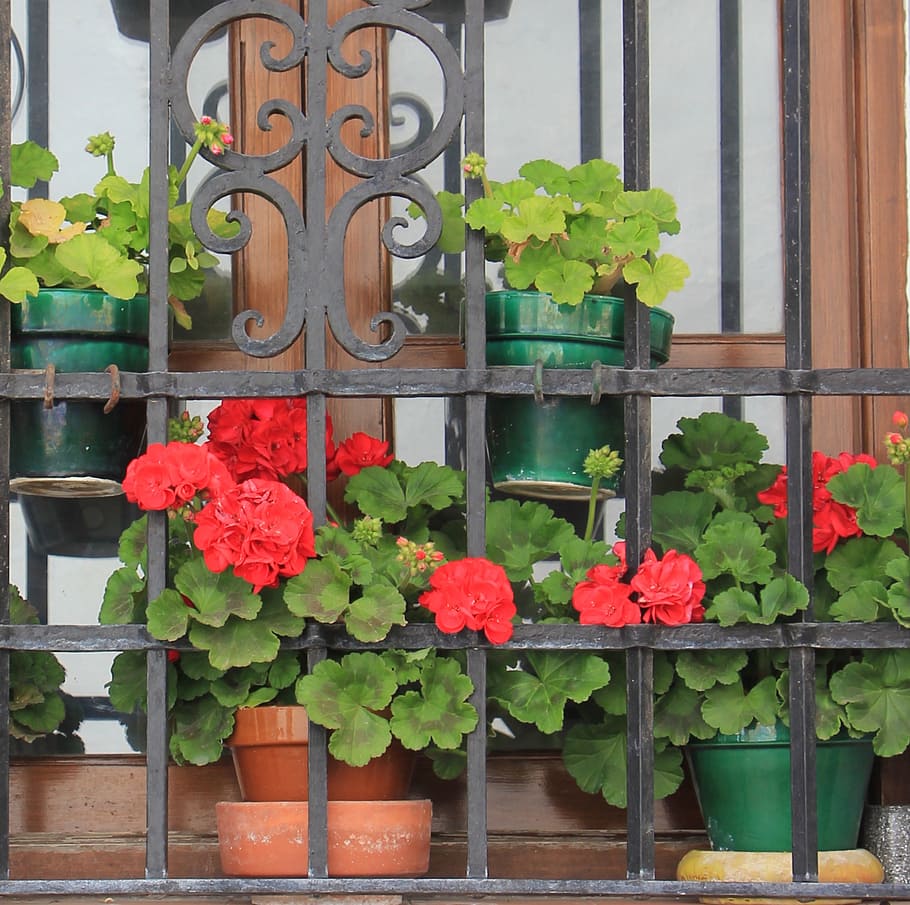 flower, window box, spain, red, architecture, floral, geranium HD wallpaper