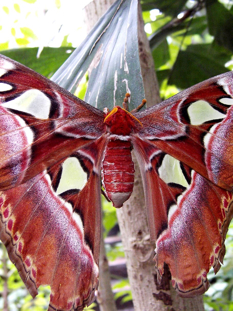 drexel, large, insect, close-up, red, focus on foreground, no people HD wallpaper