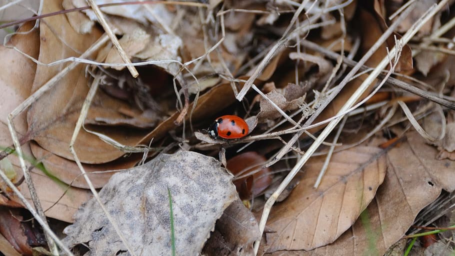 Ladybug, Leaves, Close, Animals, autumn, insect, macro, beetle HD wallpaper