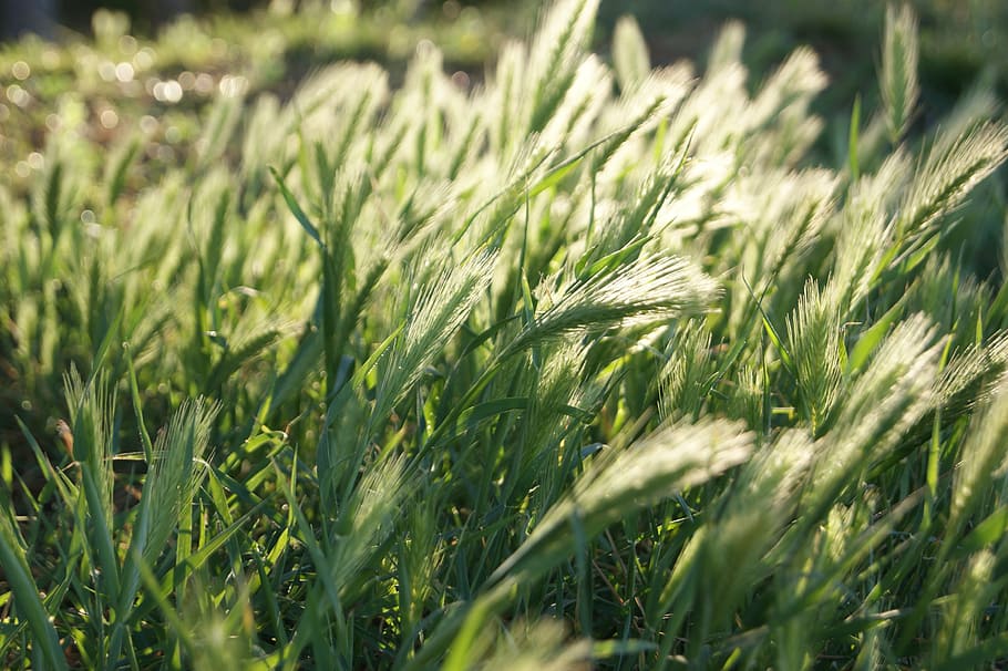 light, wheat, grain, cereals, food, plant, nature, ear, in the morning HD wallpaper