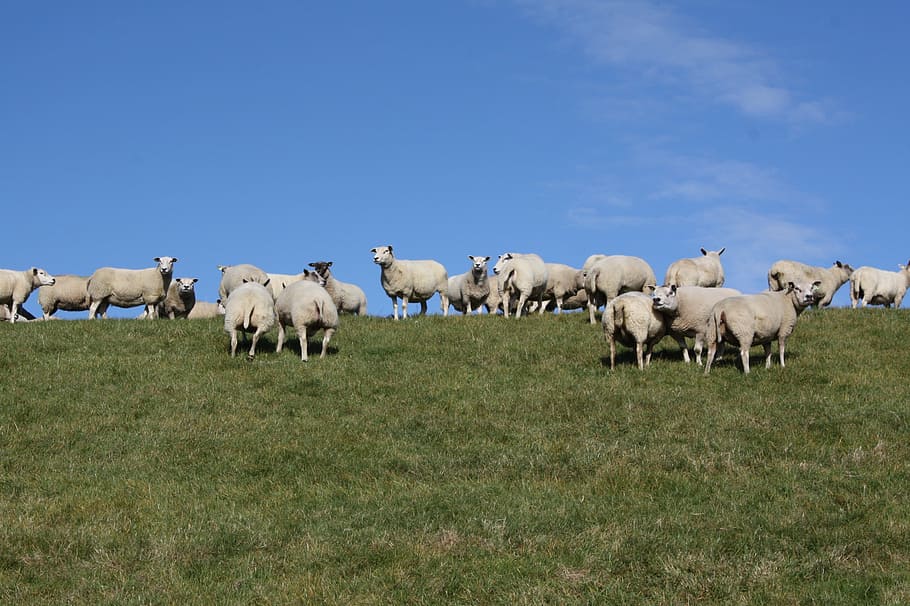 sheep, flock, dike, domestic animals, mammal, livestock, agriculture HD wallpaper