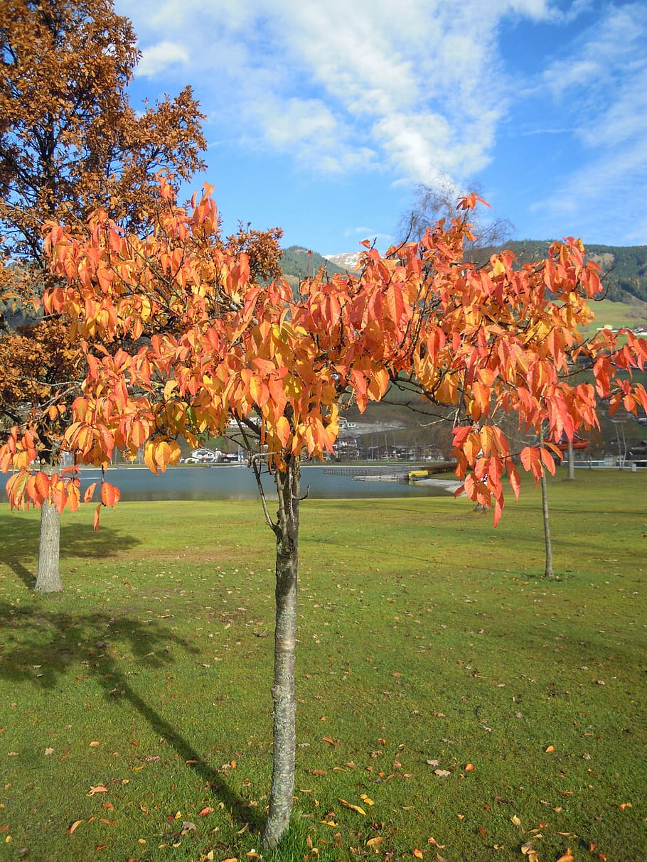 Fall Foliage, Deciduous Tree, Leaves, colorful, discolored HD wallpaper