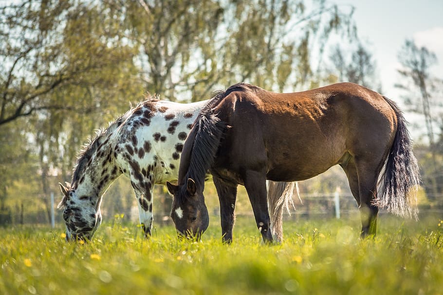 brown and white horses, appaloosa, nature, animal, brown horse
