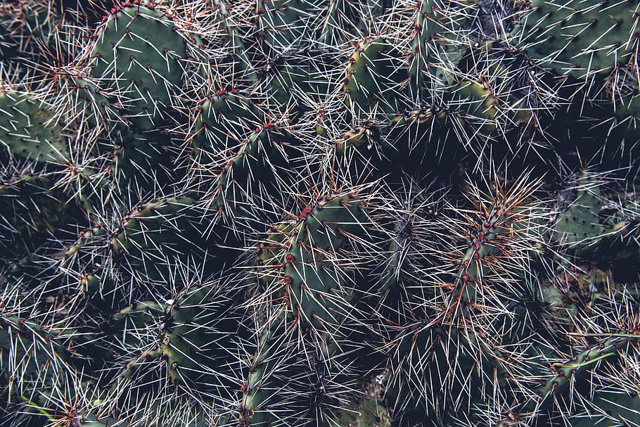 cacti, close-up, plant, nature, growth, full frame, succulent plant HD wallpaper