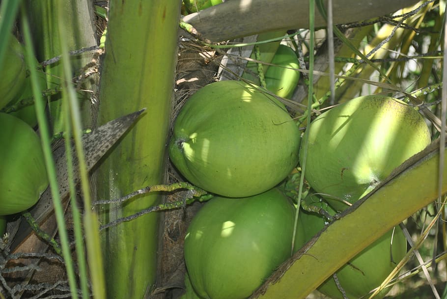 green coconut, coconut tree, coconut trees, food, nature, agriculture HD wallpaper