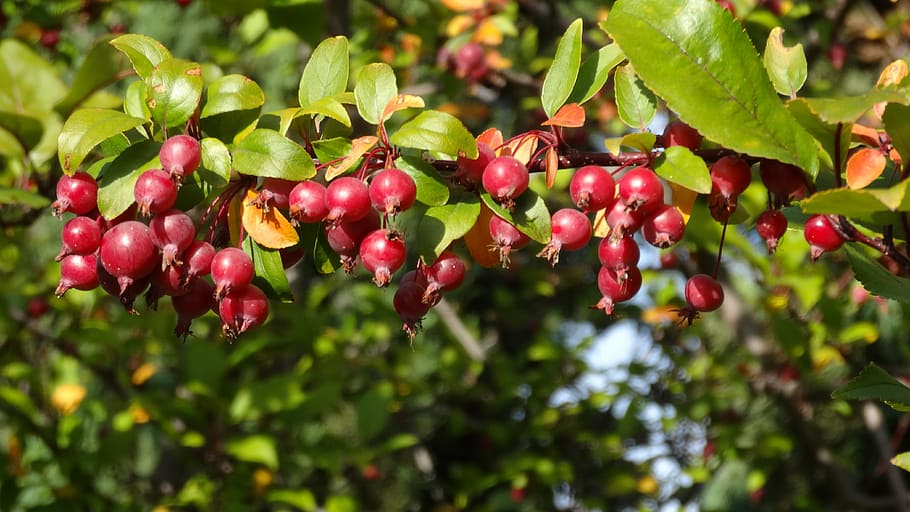 crabapple, apples, red, apple tree, autumn, leaves, fall, fall colors HD wallpaper
