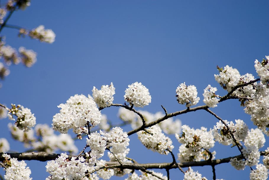 cherry, cherry blossom, spring, summer, sun, flower, plant HD wallpaper