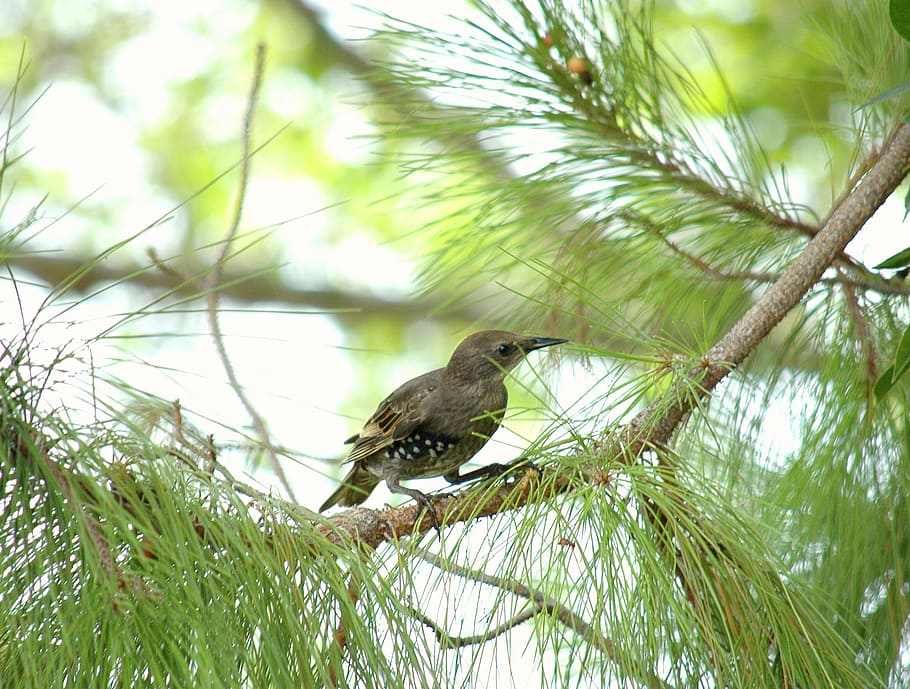 starling, blackbird, black bird, pine tree, nature, animal