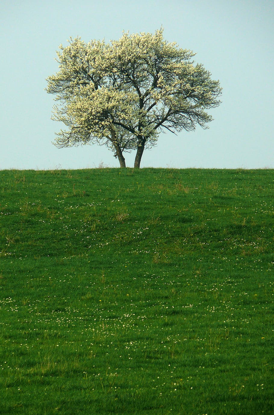 tree, solitude, nature, isolated form, plant, field, landscape HD wallpaper