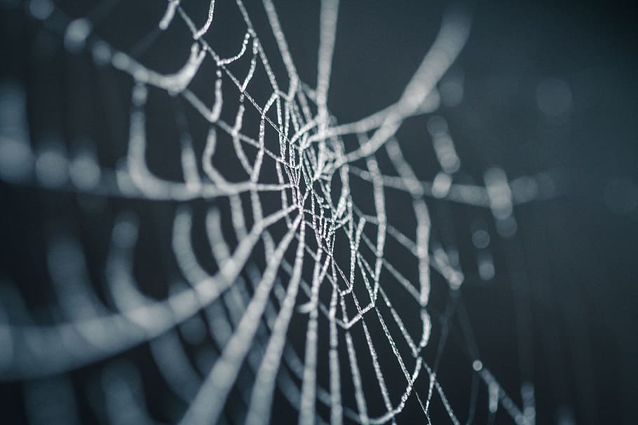 selective focus photography of spiderweb, selective focus photo of spider web, HD wallpaper