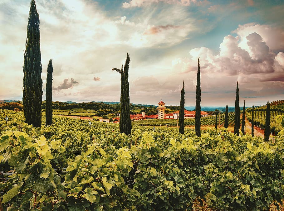 garden, landscape, grape, sky, cloud - sky, plant, growth, nature HD wallpaper