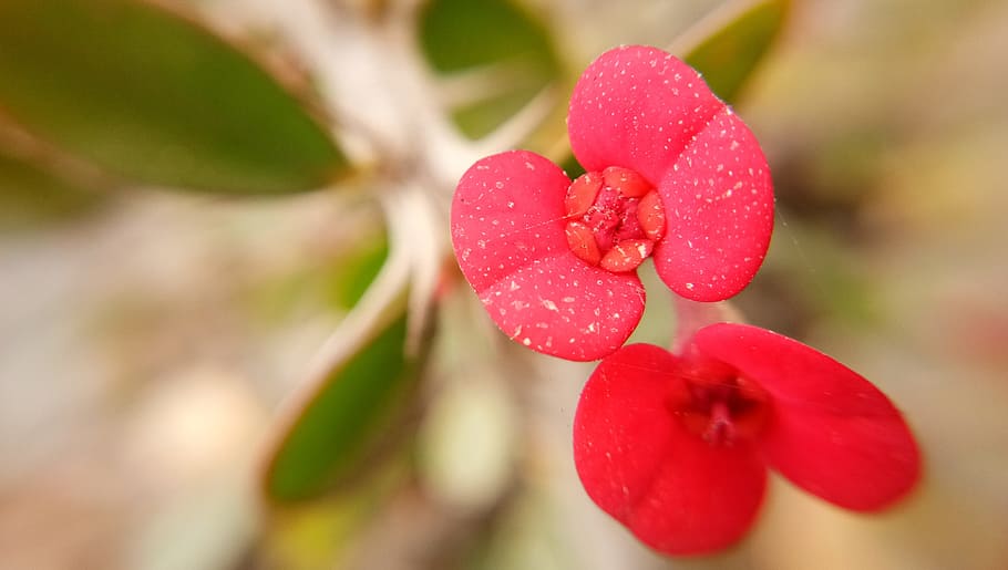 nature, flora, flower, leaf, garden, plant, freshness, red HD wallpaper