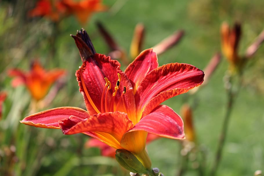 HD wallpaper: daylilies, day lilies, flower, plant, garden, flowering ...