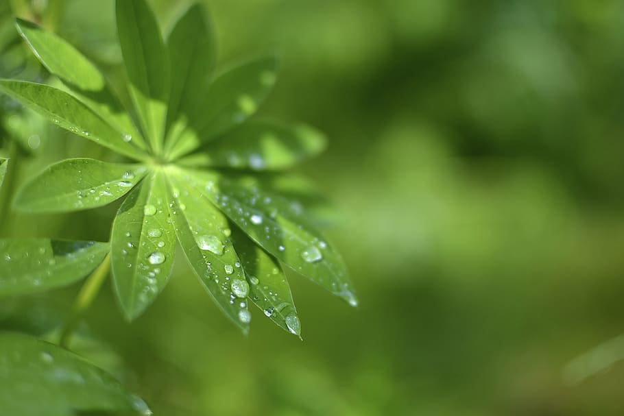 leaf, drop, moist, green, plant, dew drop, a drop of water HD wallpaper