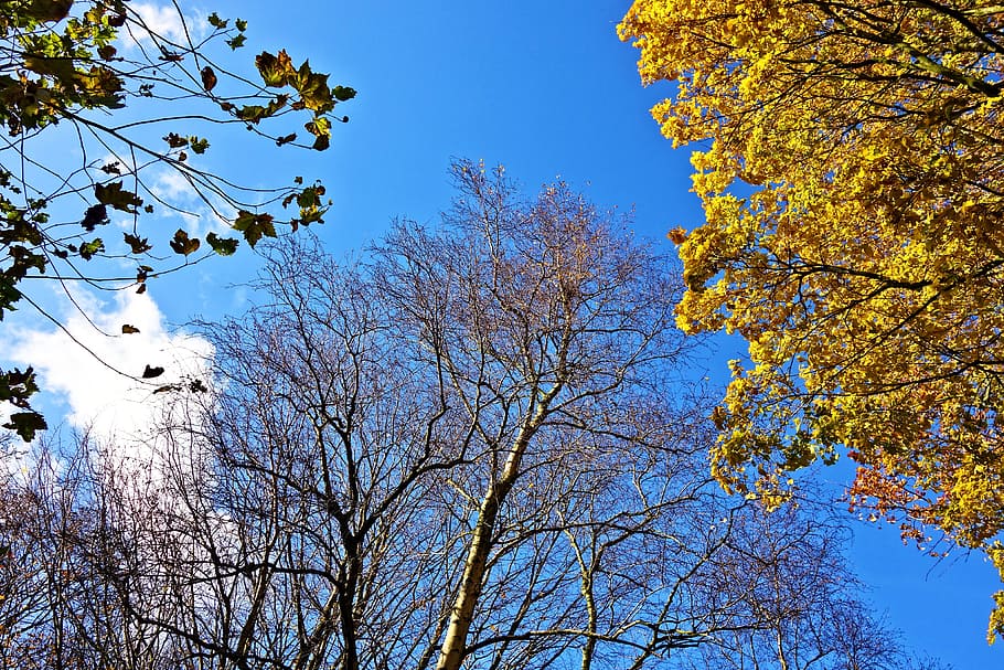 trees, tree tops, branches, foliage, autumn trees, yellow leaves HD wallpaper