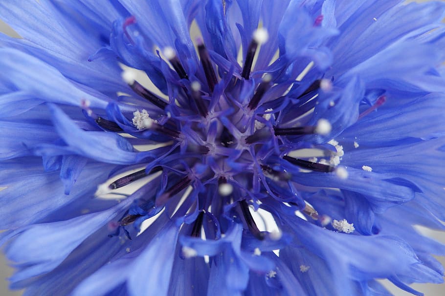 Cornflower, Blue, Blue, Flower, Blossom, Bloom, summer, wild flower HD wallpaper