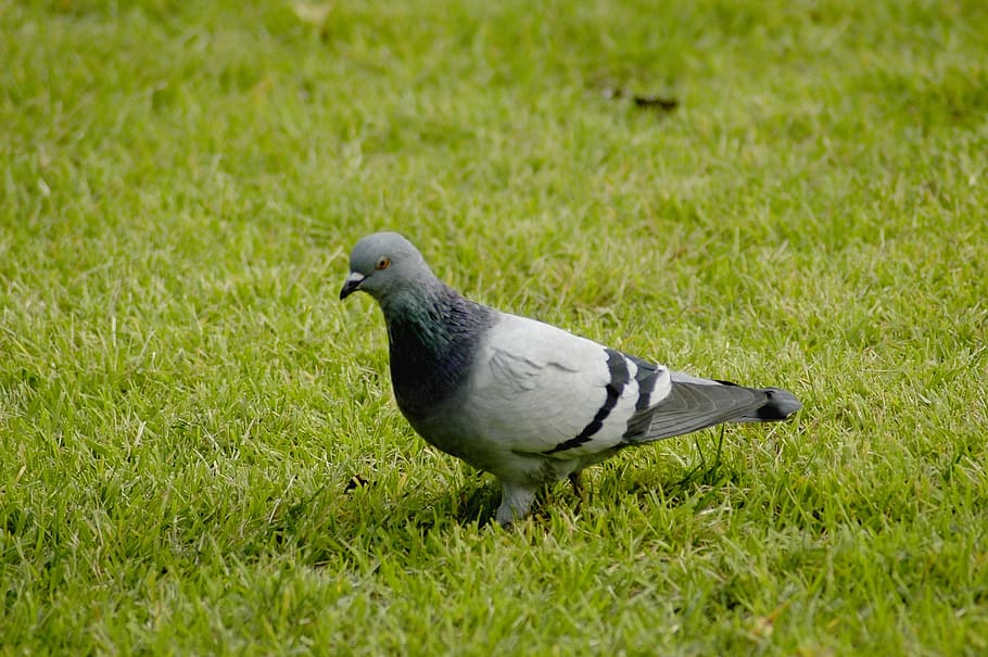 Pigeon, Grass, new, bird, animal, nature, dove - Bird, outdoors HD wallpaper