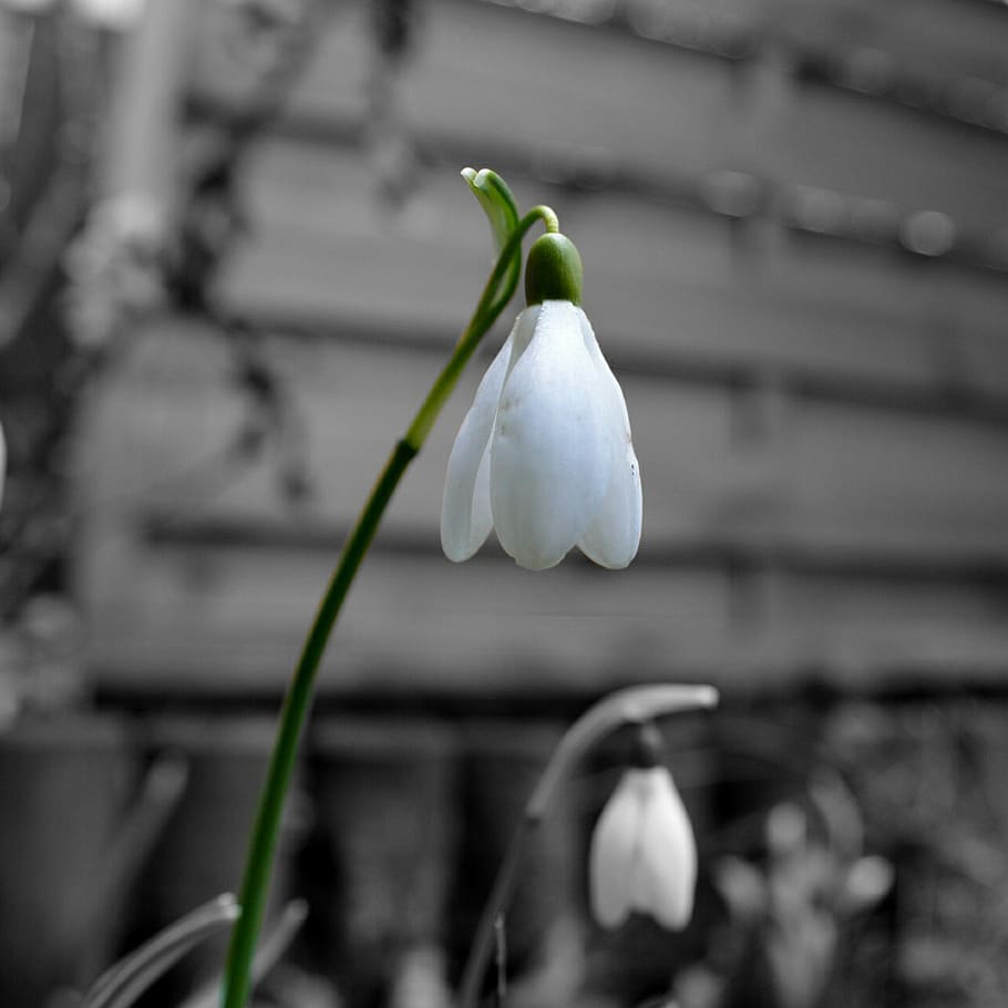 snowdrop, nature, spring, flower, close, flowering plant, freshness HD wallpaper