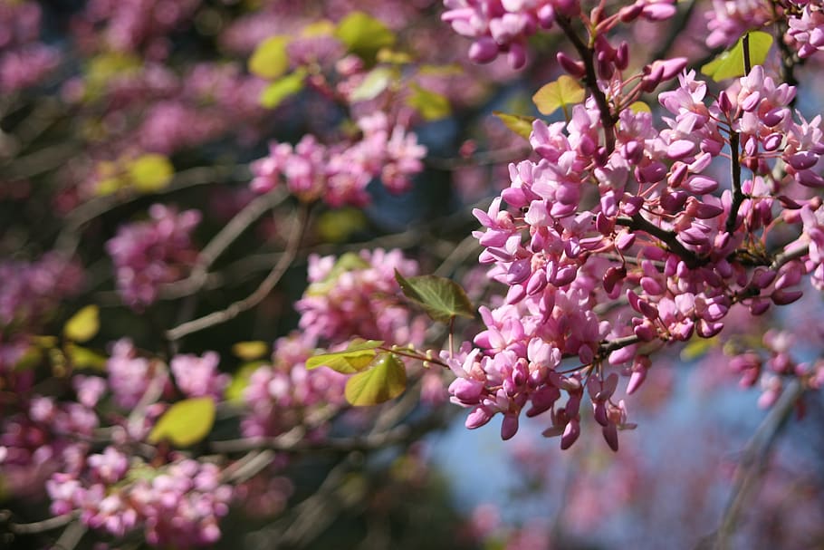 judas-tree, blossom, pink, spring, israel, galilee, closeup