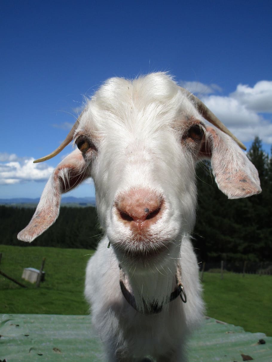 Goats 1080P, 2K, 4K, 5K HD Wallpapers Free Download, 58% OFF