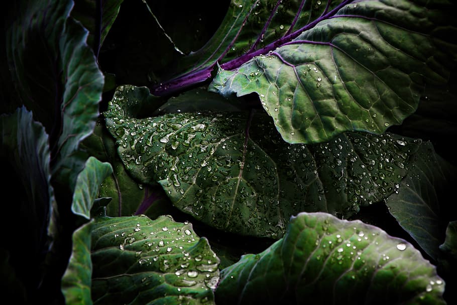 green vegetable, focus photography of green leaves, leaf, lettuce HD wallpaper