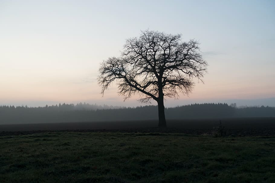 bare tree under gray sky, arable, abendstimmung, landscape HD wallpaper