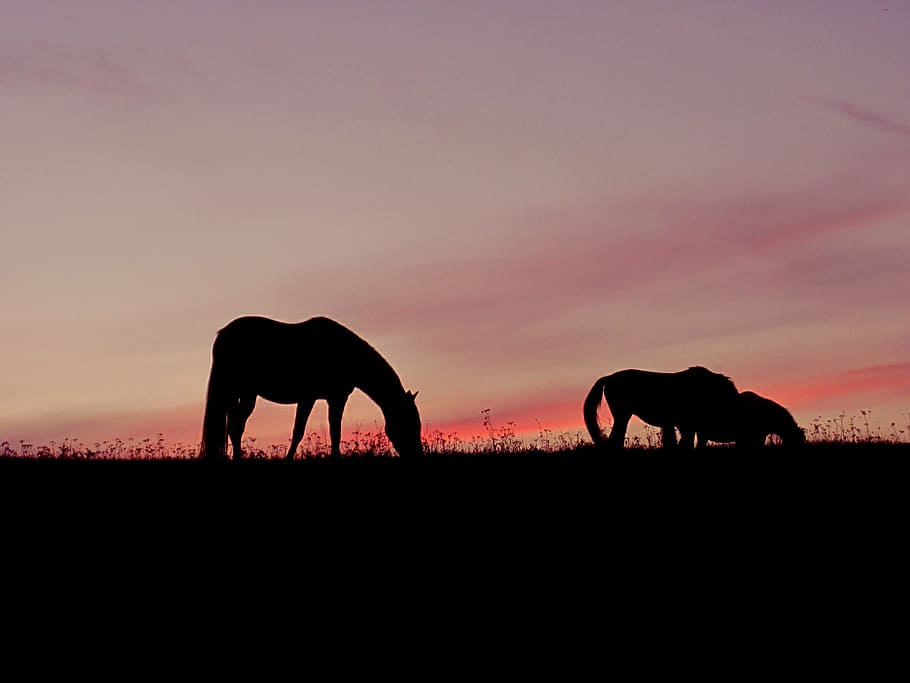 silhouette of horses on grass, sunset, pink, sky, silhouettes HD wallpaper
