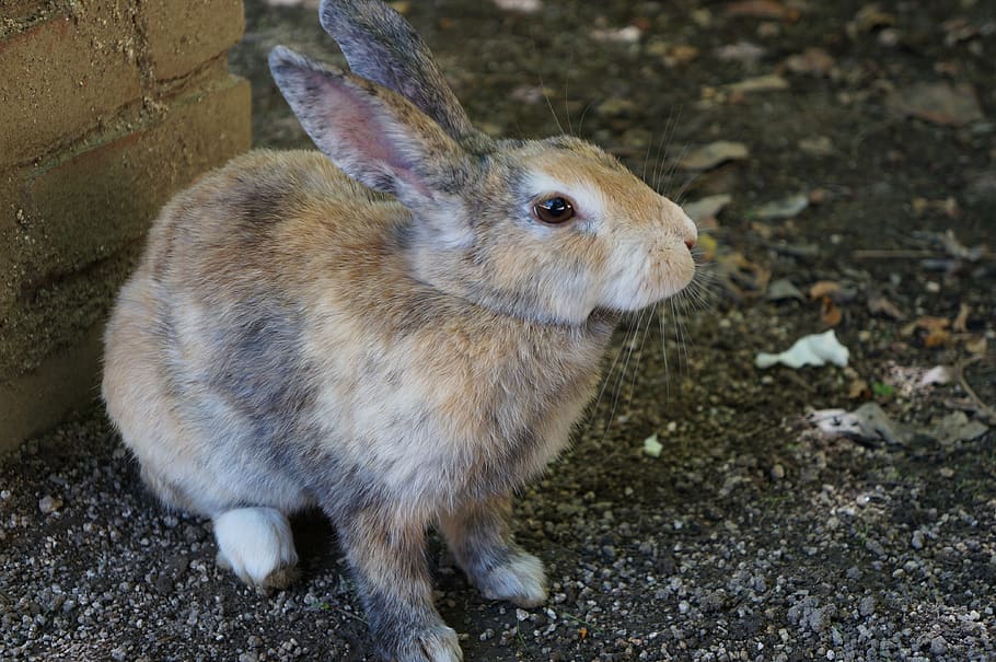rabbit, ōkunoshima, hiroshima, wild, small animals, animal themes HD wallpaper