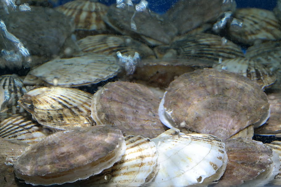 scallops, clam, seafood, animal, animal wildlife, animal themes HD wallpaper