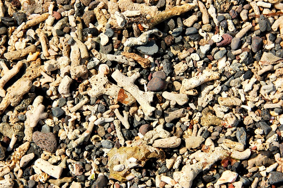 Coral, Shells, Sea, Bali, full frame, nature, pebble, backgrounds HD wallpaper